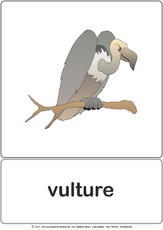 Bildkarte - vulture.pdf